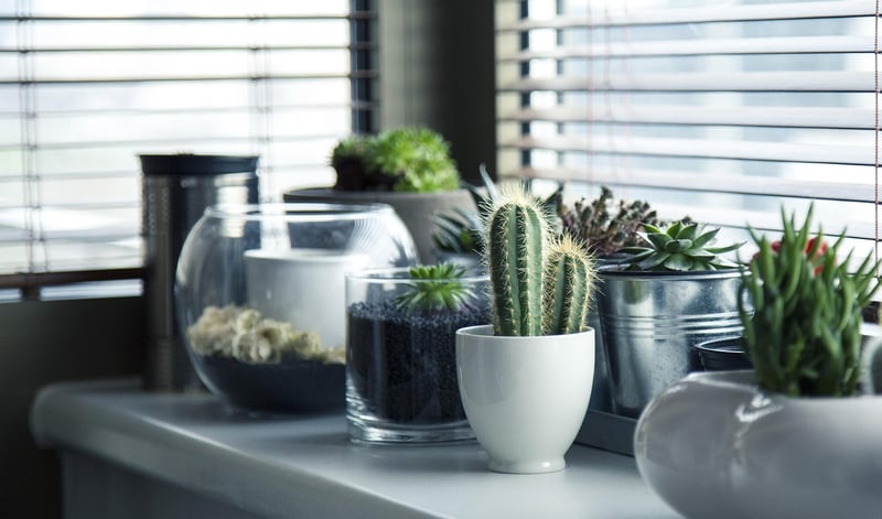 Wall Planters